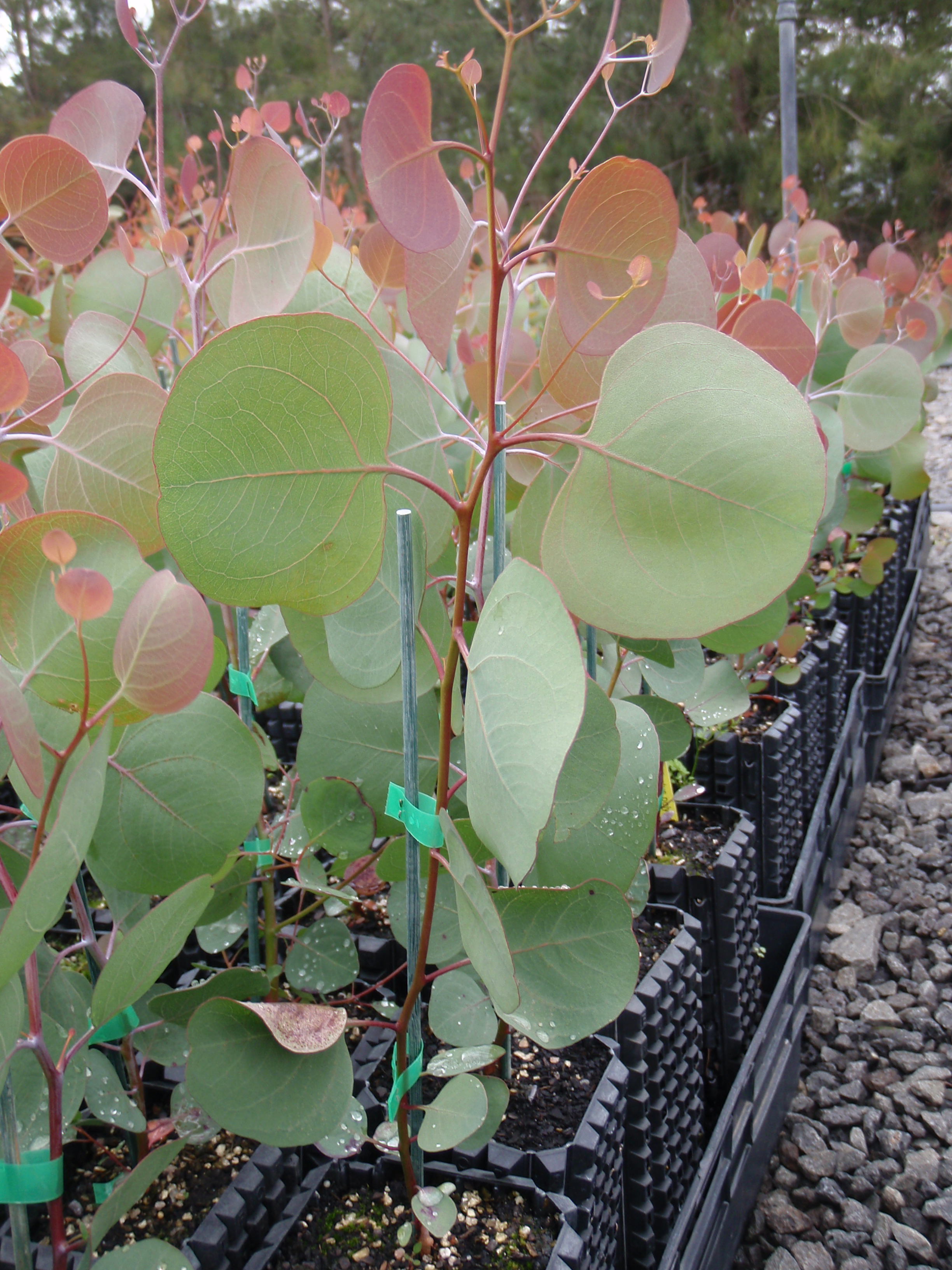 Eucalyptus polyanthemos 140mm pot - Oz Trees - Native Plant Nursery