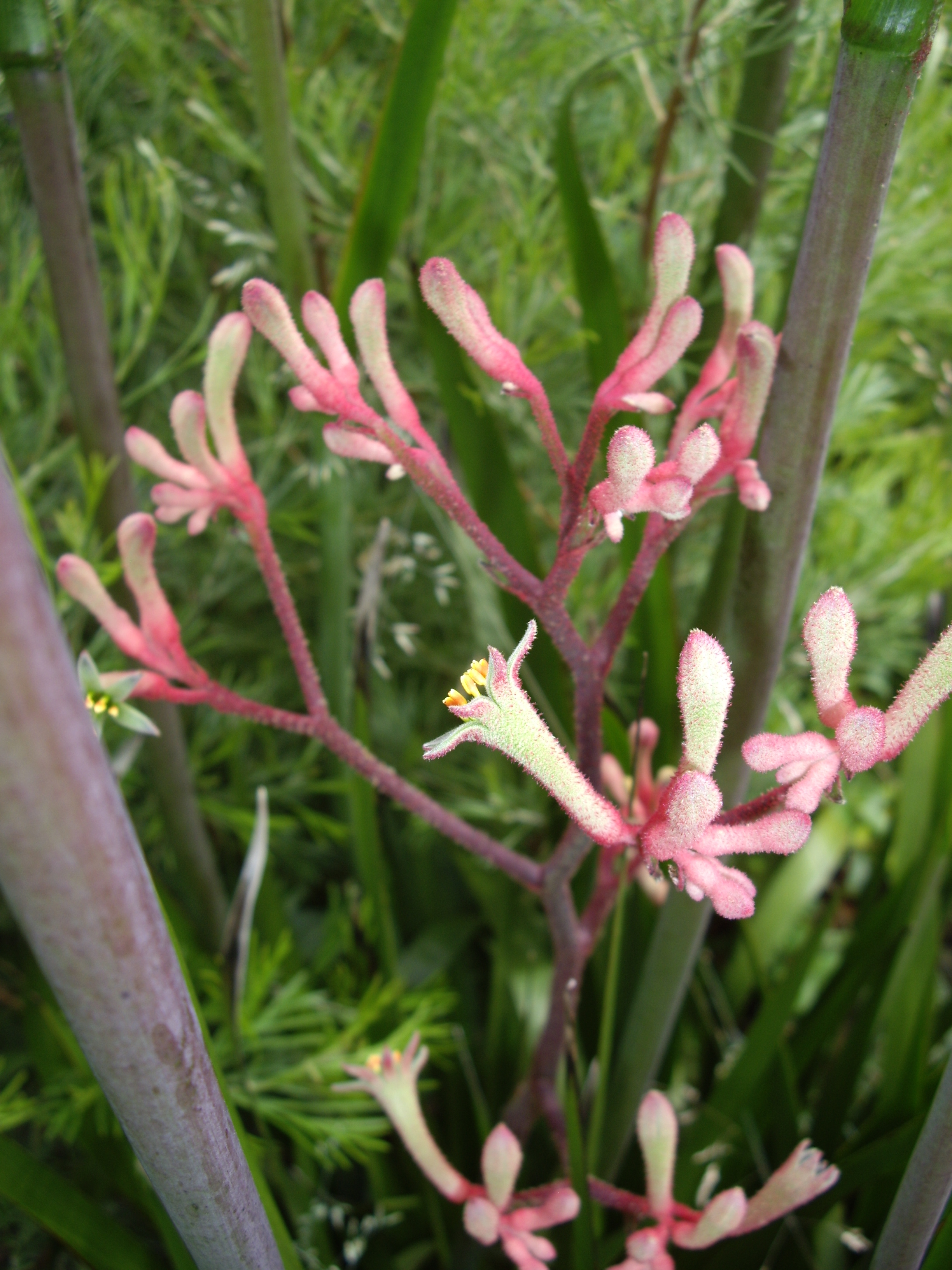 Anigozanthos flavidus Red Red Kangaroo Paw Oz Trees