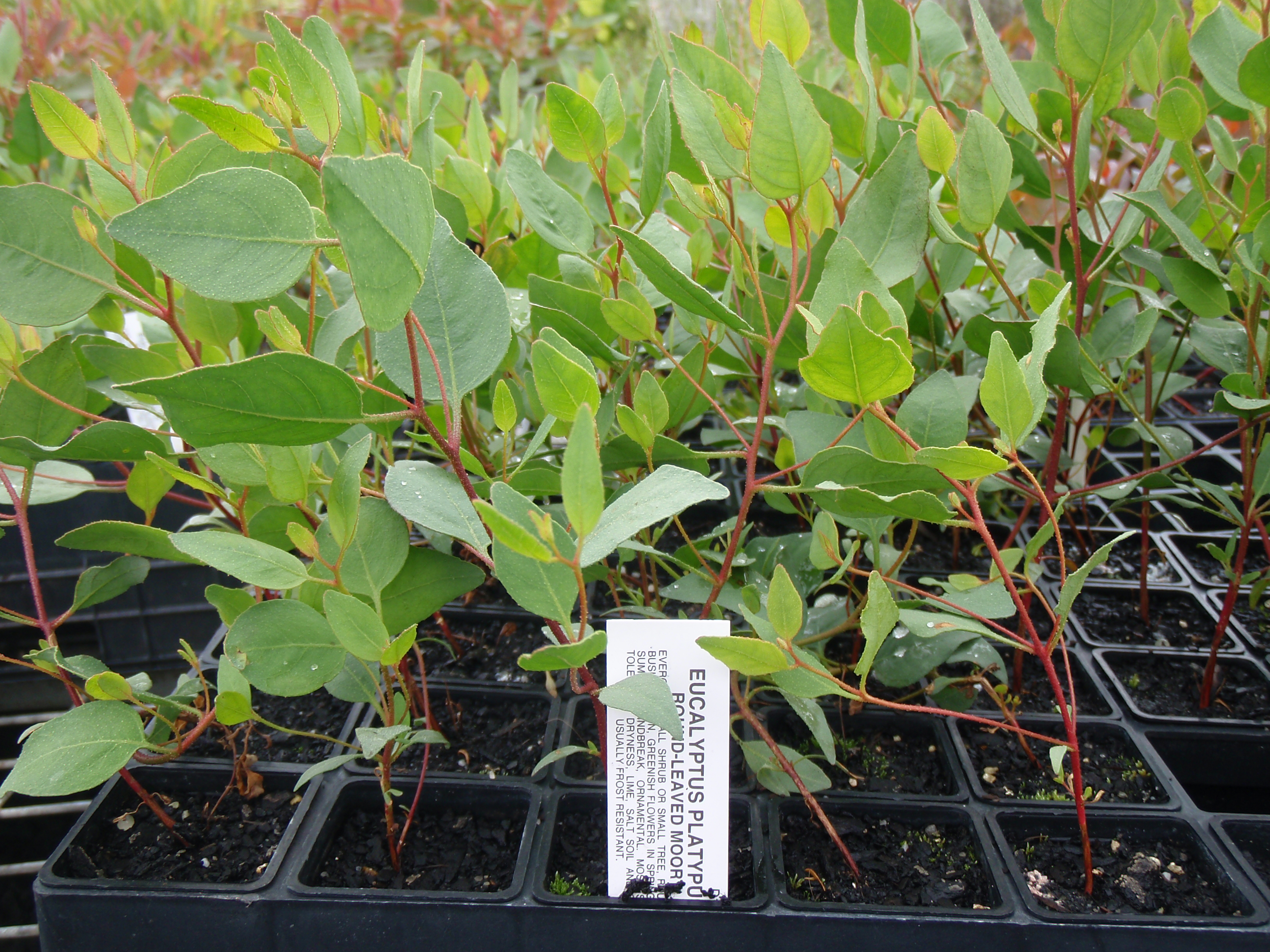 Eucalyptus platypus - Oz Trees - Native Plant Nursery