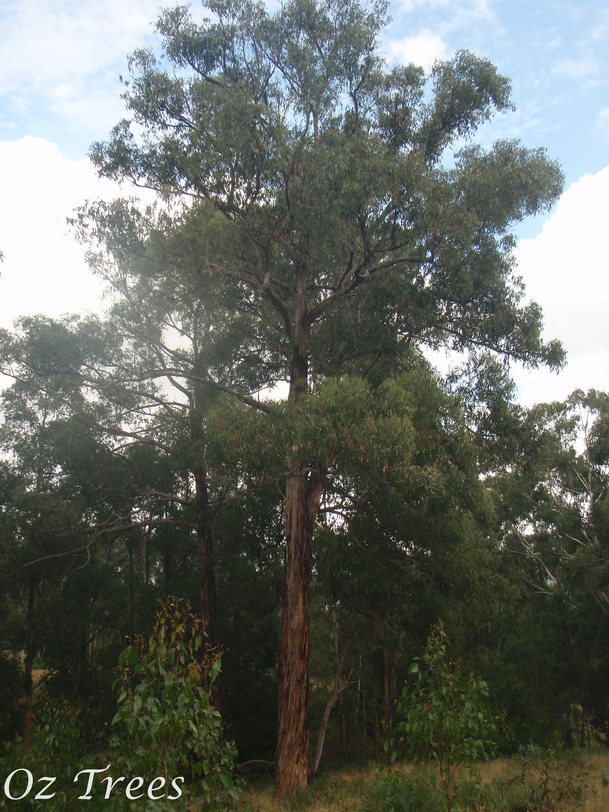 Eucalyptus obliqua Oz Trees Native Plant Nursery