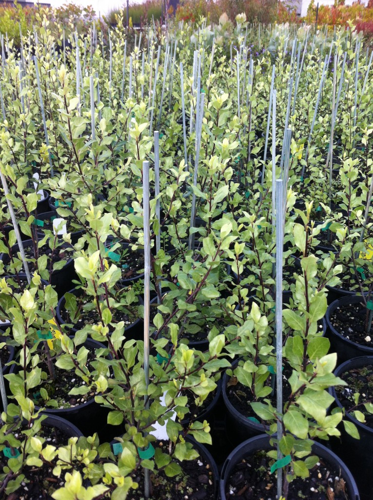 Pittosporum 'Silver Sheen' Oz Trees Native Plant Nursery