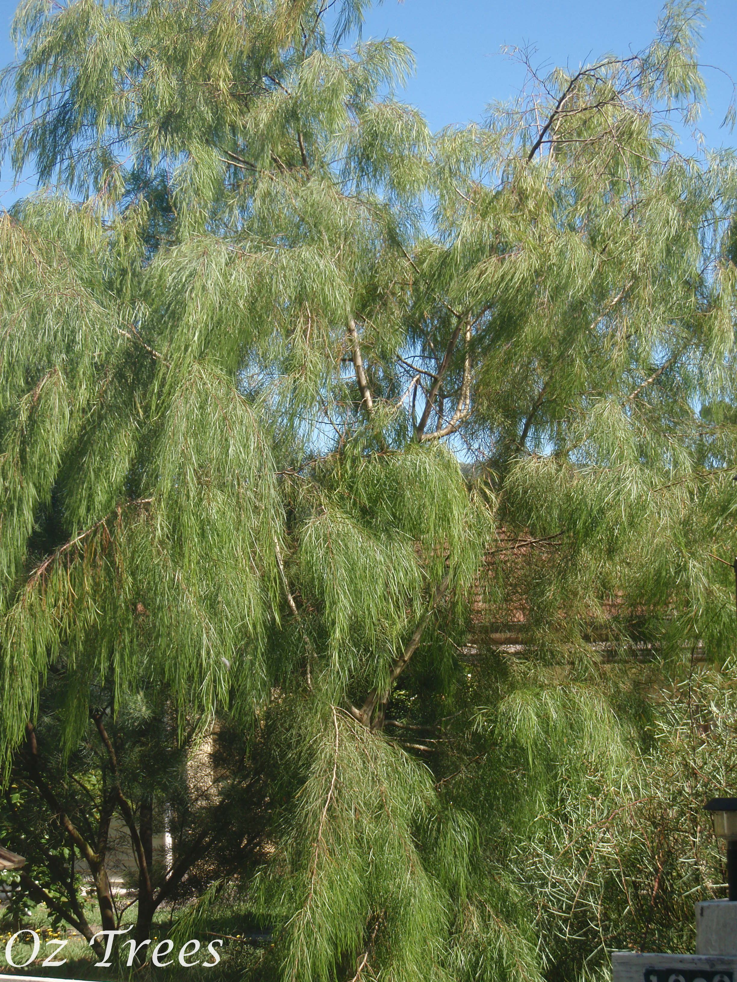Acacia cognata Oz Trees Native Plant Nursery