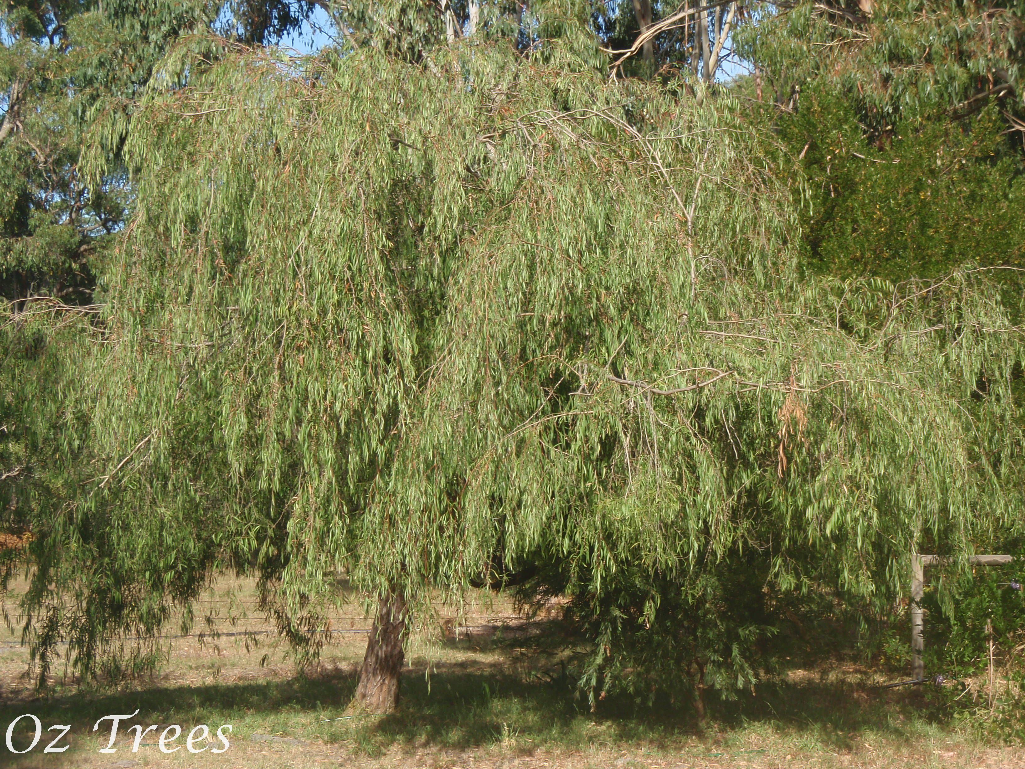 Agonis flexuosa Oz Trees Native Plant Nursery
