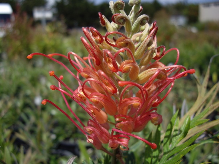 Oz Trees Native Plant Nursery Victoria