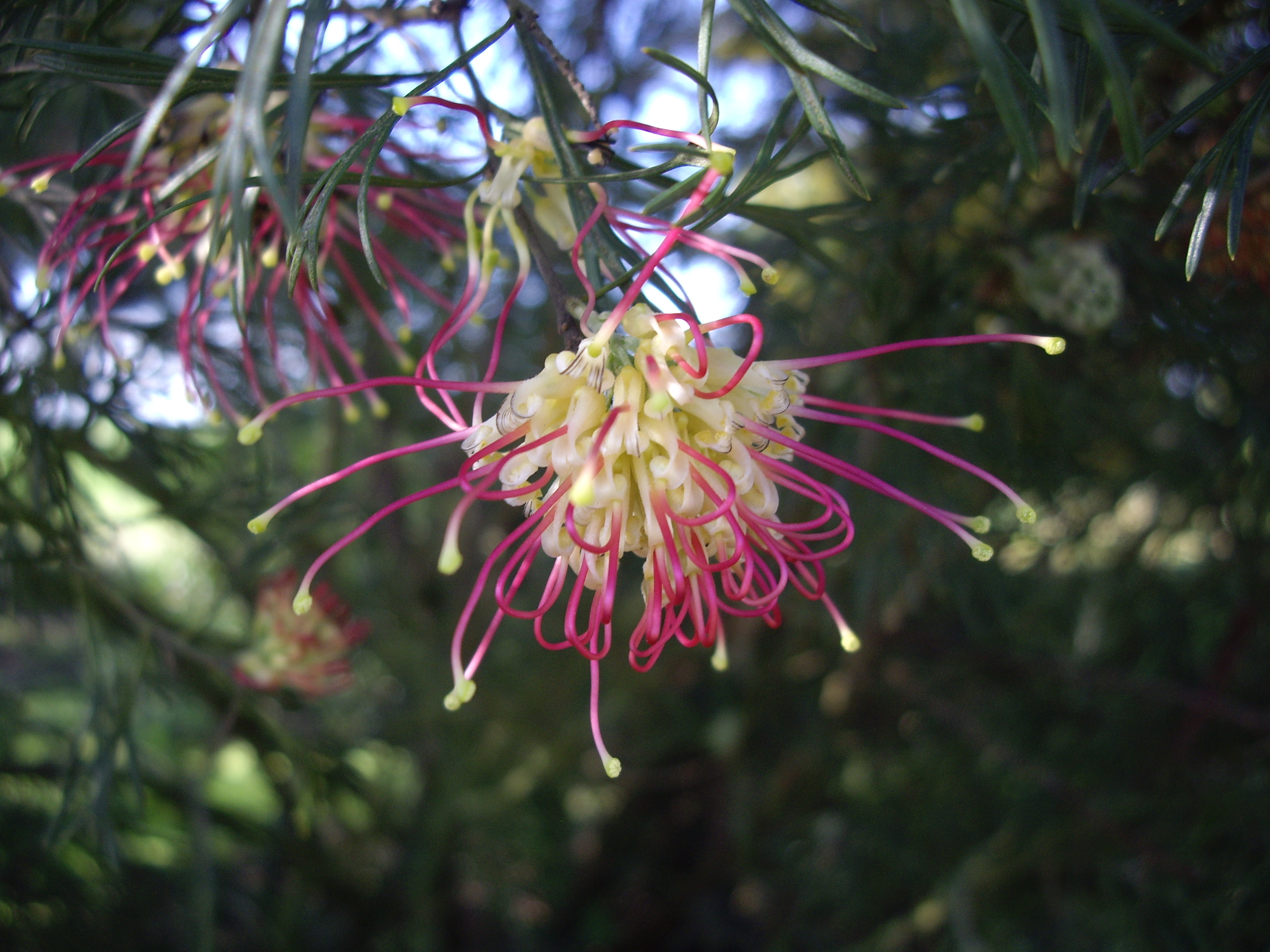 Grevillea 'Winpara Gem' Oz Trees Native Plant Nursery