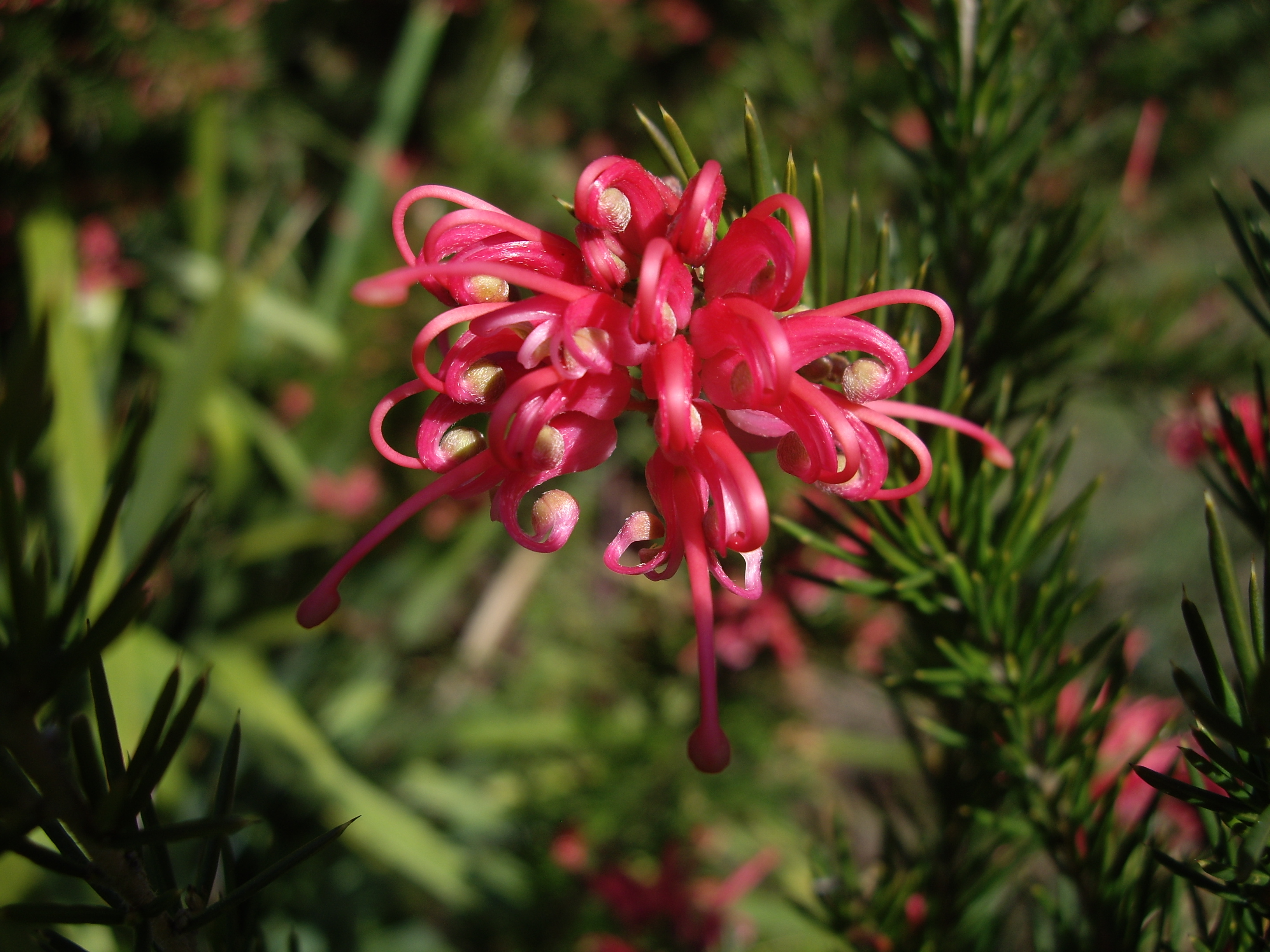 Grevillea rosmarinifolia Rosemary Grevillea Oz Trees Native Plant