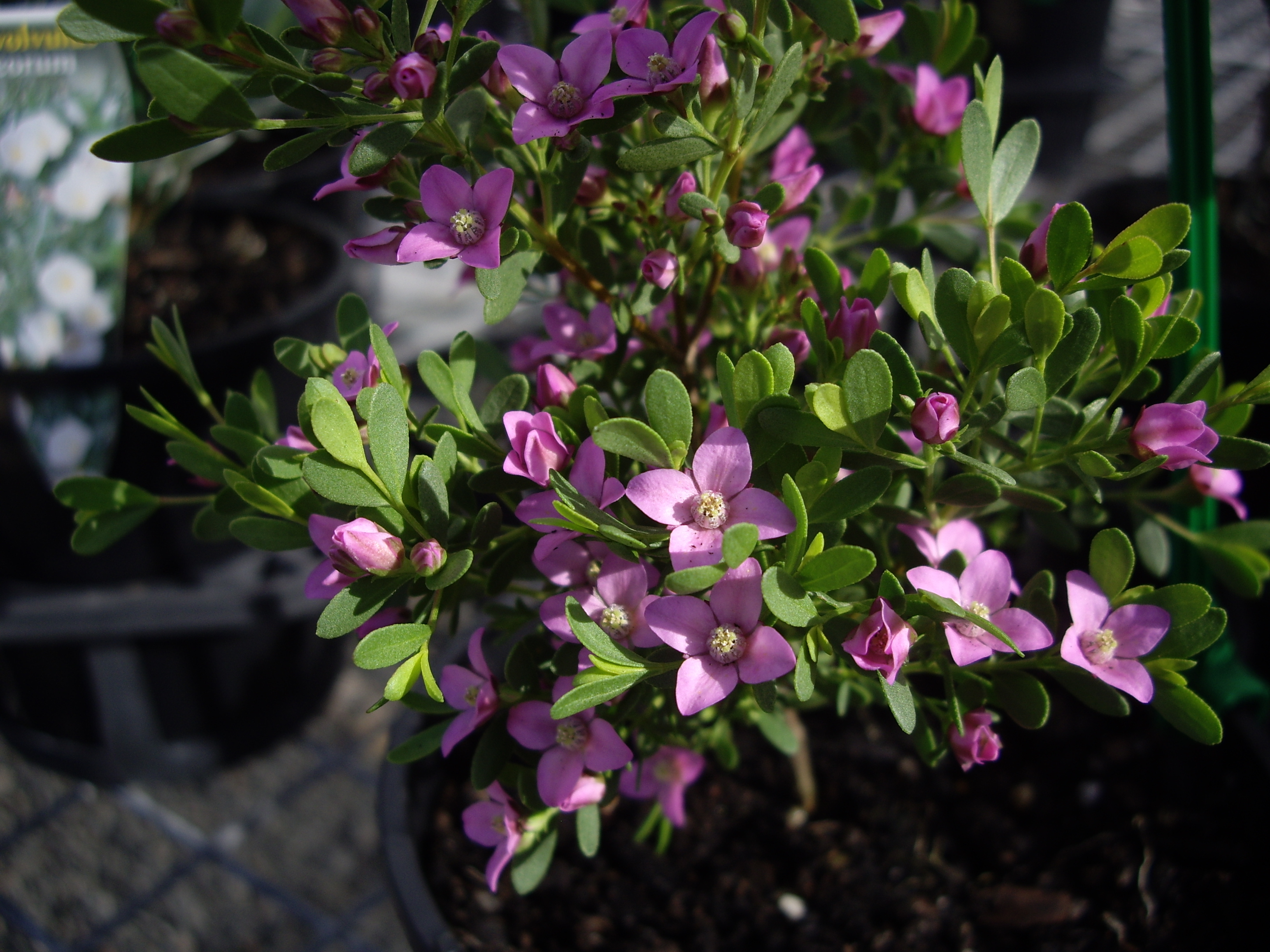 Boronia crenulata &quot;Pink Passion&quot; Oz Trees Native Plant