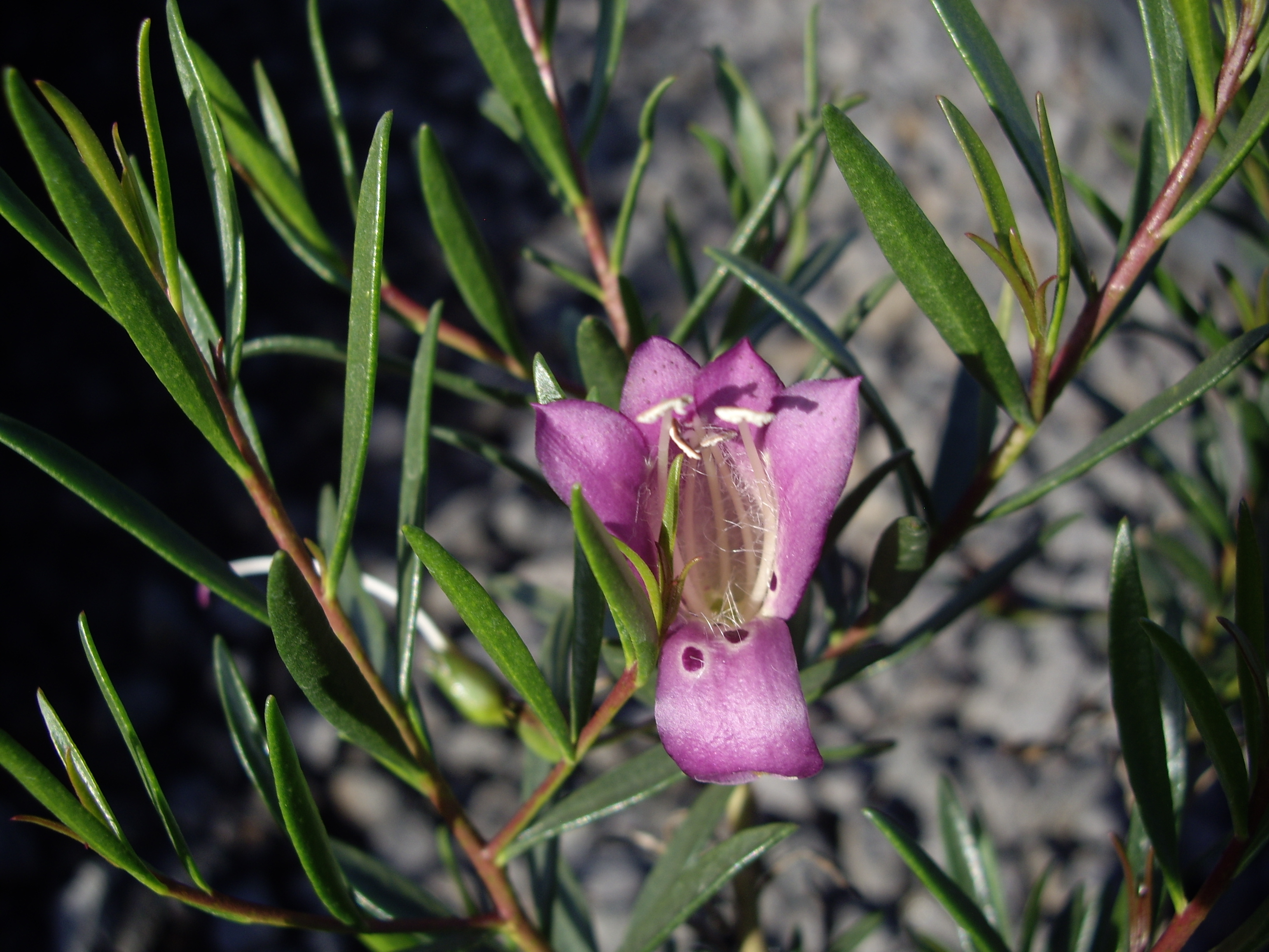 Eremophila 'Wild Berry' Emu Bush Oz Trees Native Plant Nursery