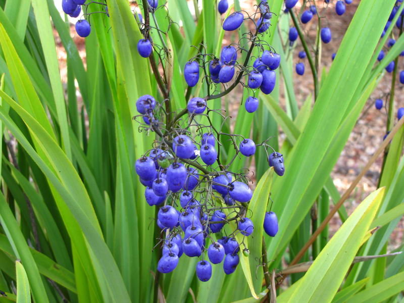 Dianella tasmanica Oz Trees Native Plant Nursery
