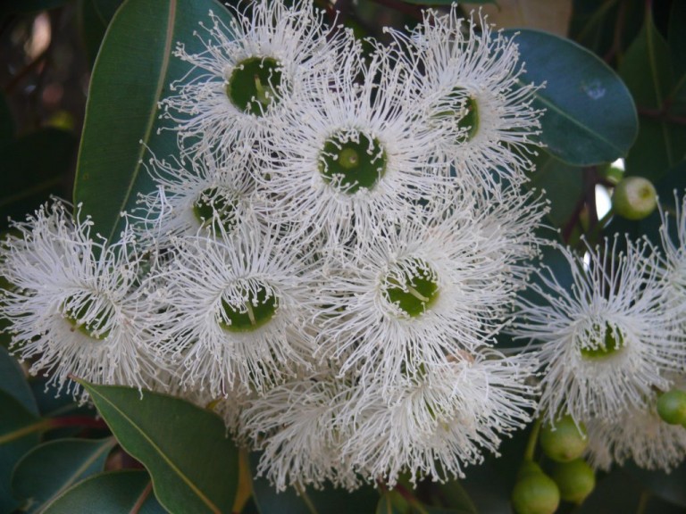 Eucalyptus robusta Swamp Mahogany Oz Trees Native Plant Nursery