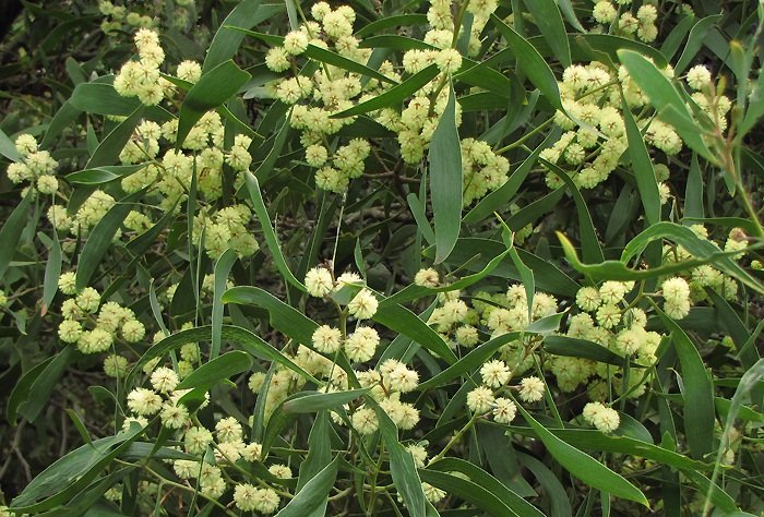 Acacia melanoxylon - Blackwood Wattle - Oz Trees - Native Plant Nursery