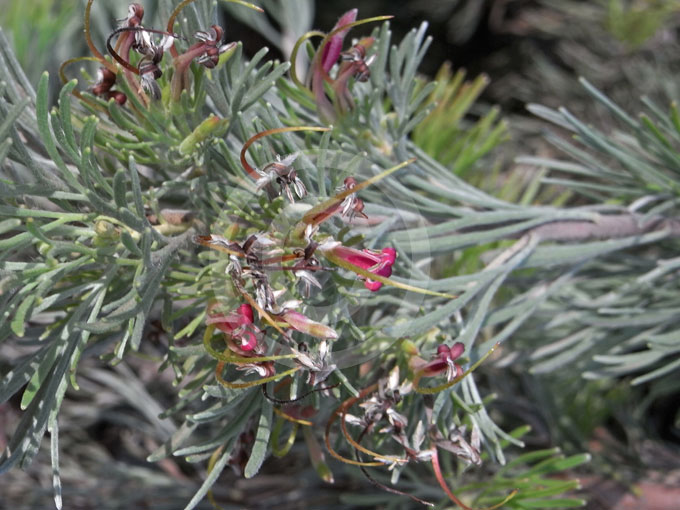 Adenanthos cunninghamii Albany Woolly Bush Oz Trees Native Plant