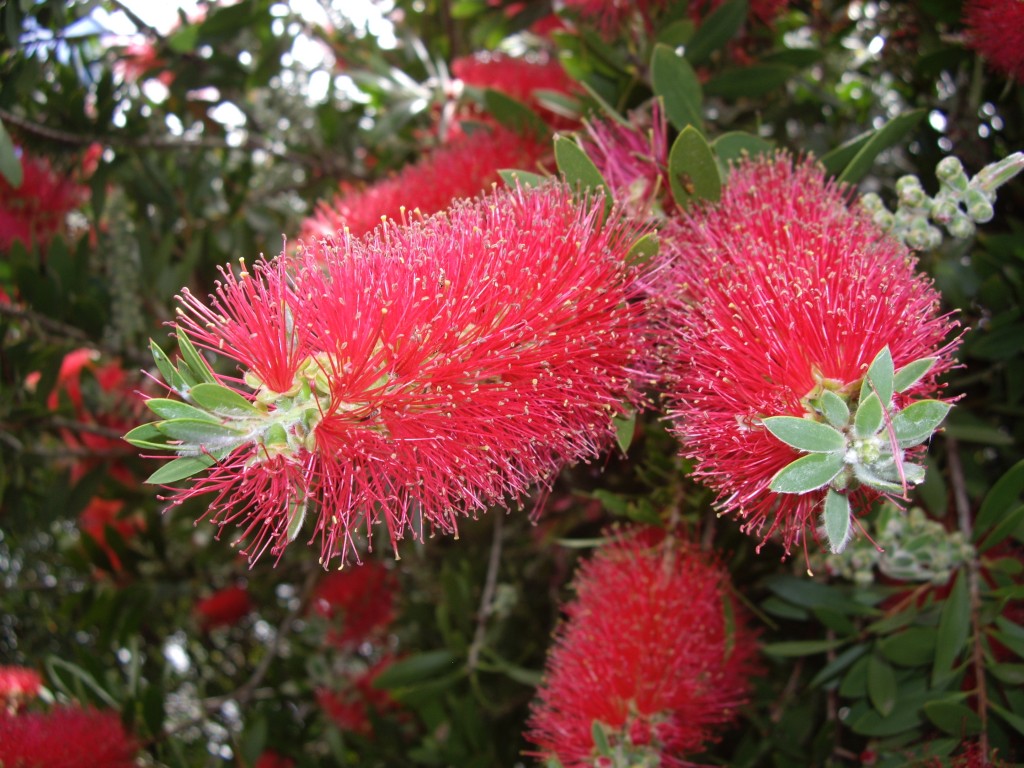 Oz Trees Native Plant Nursery Victoria