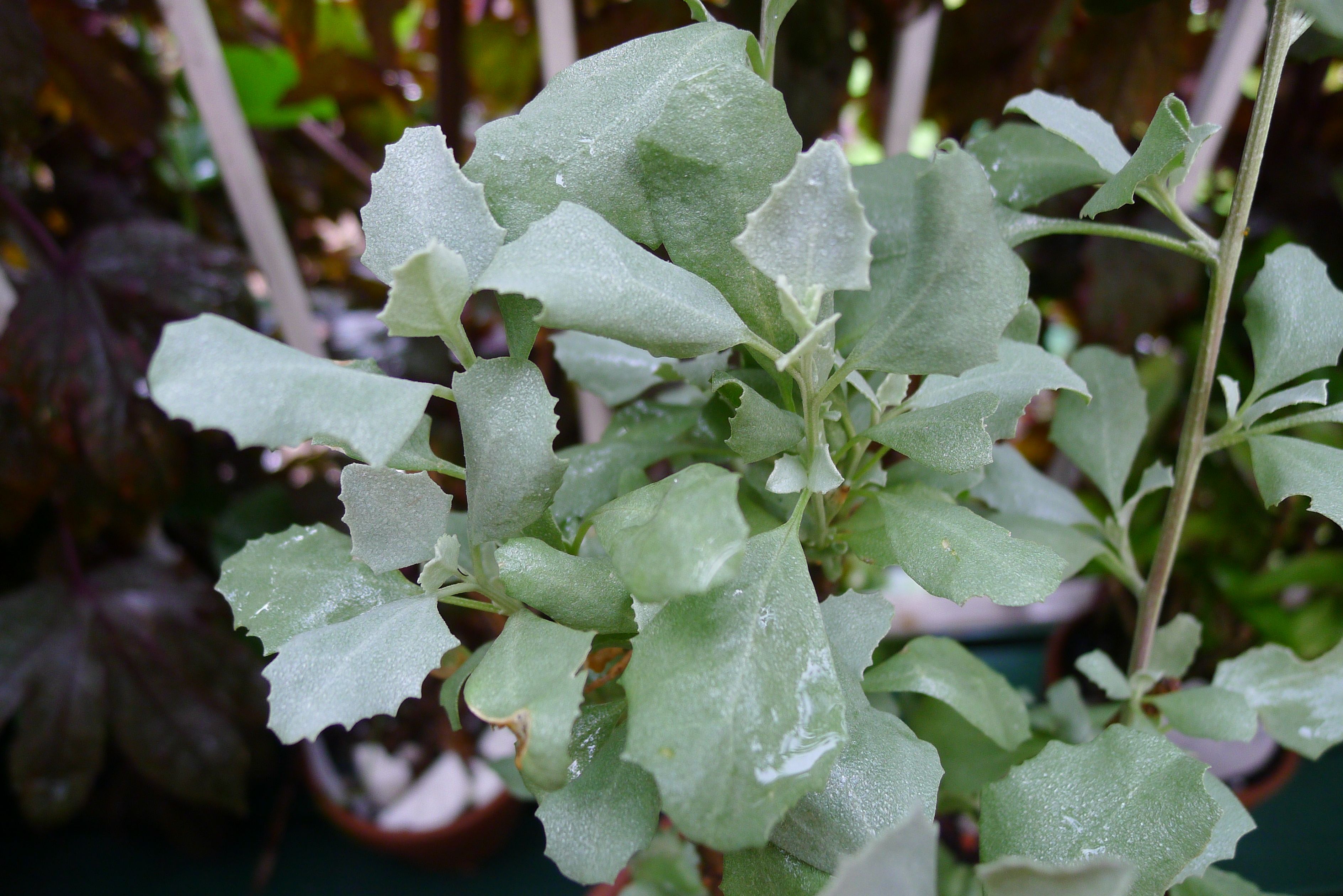 Atriplex nummalaria Oz Trees Native Plant Nursery