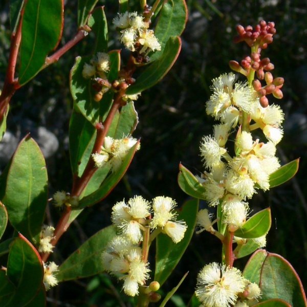 Acacia Myrtifolia Red Stemmed Wattle Myrtle Wattle Oz Trees 