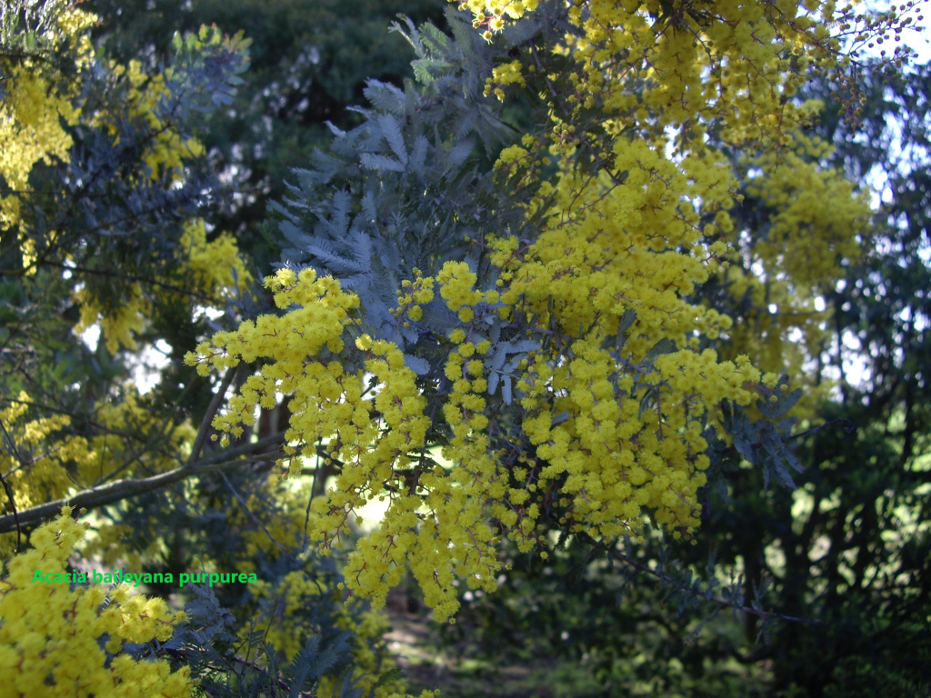 Oz Trees Native Plant Nursery Victoria