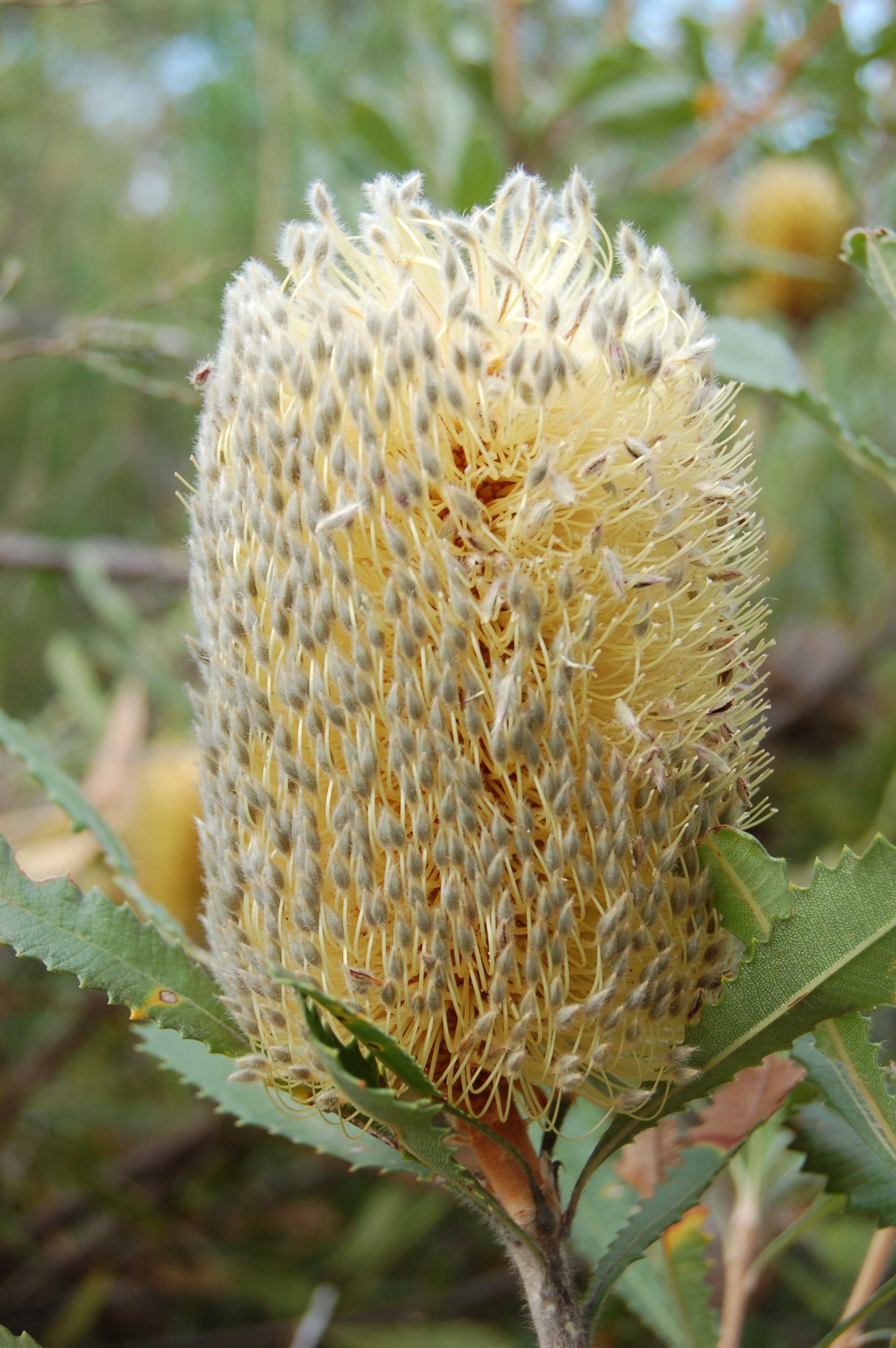 Banksia ornata Desert Banksia Oz Trees Native Plant Nursery