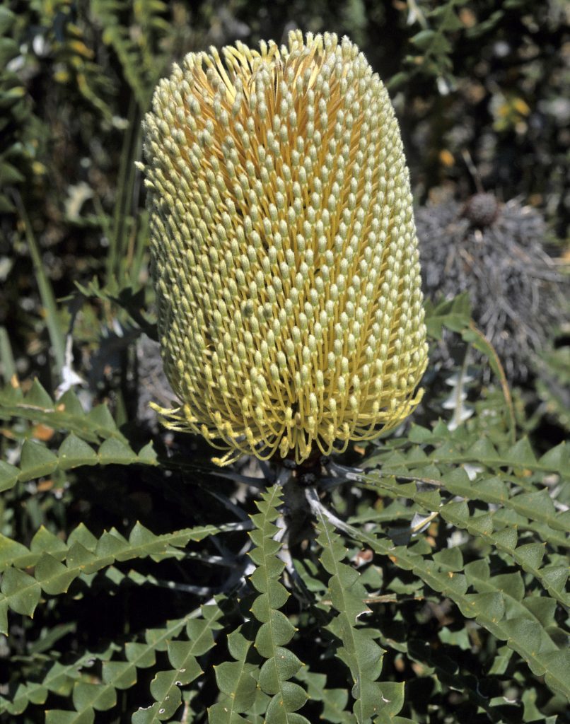 Banksia speciosa Showy Banksia Oz Trees Native Plant Nursery