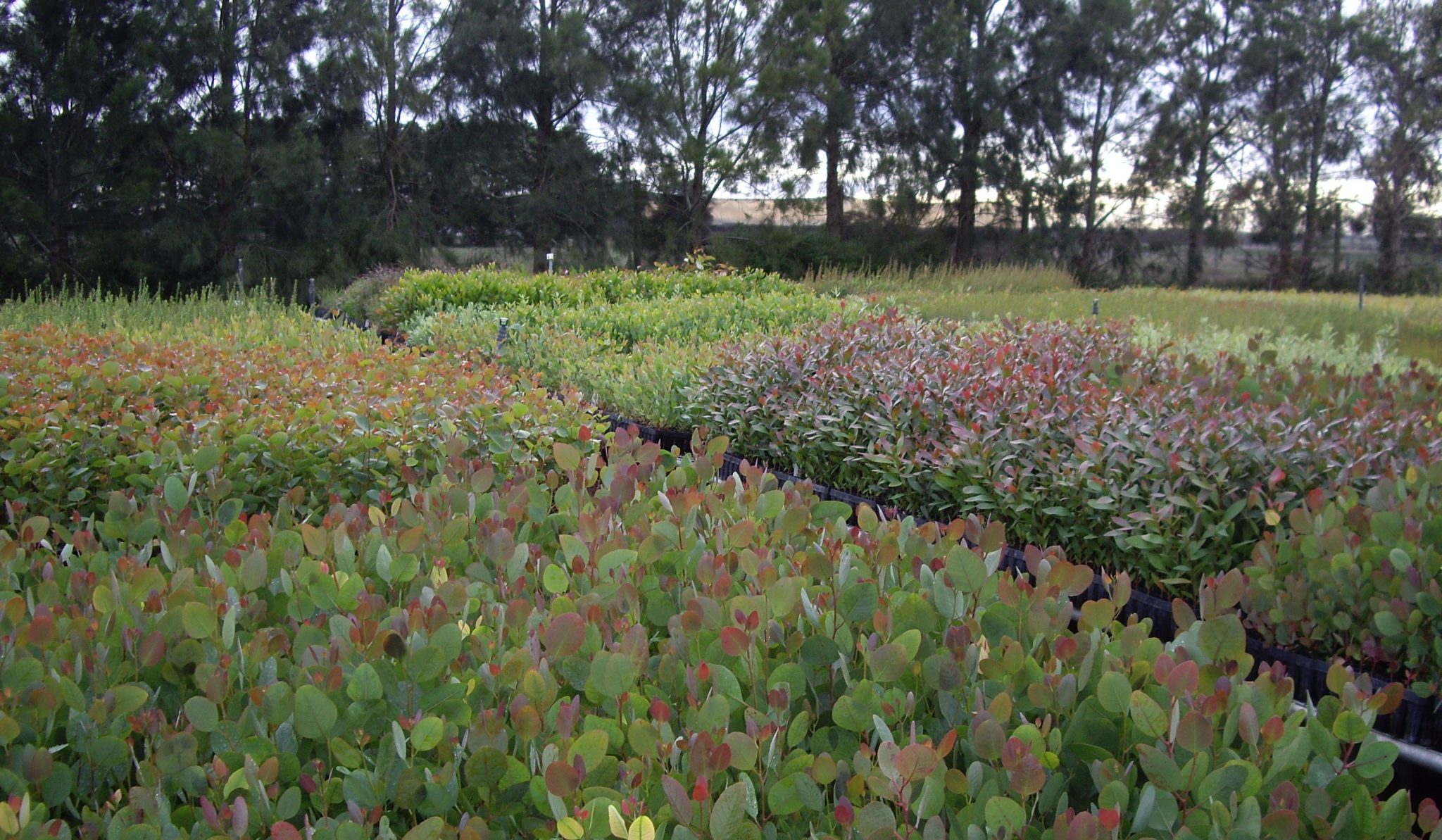 Oz Trees Native Plant Nursery Victoria