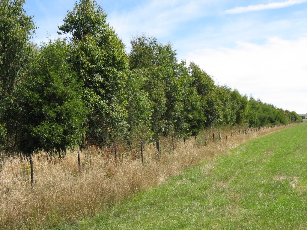 Oz Trees Native Plant Nursery Victoria