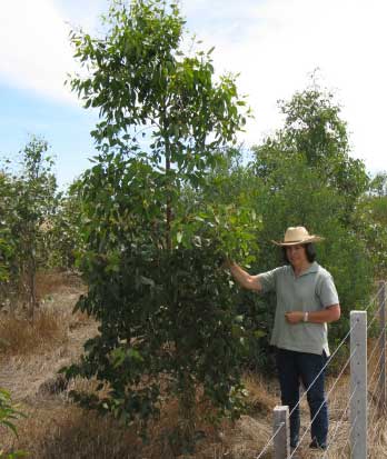 Kate McEachern standing next to a Swamp gum planted September 2007 showing fantastic growth in what has been regarded as the driest period in the past 100 years