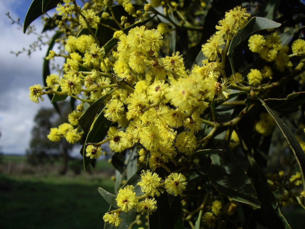 Acacia pycnantha - Oz Trees