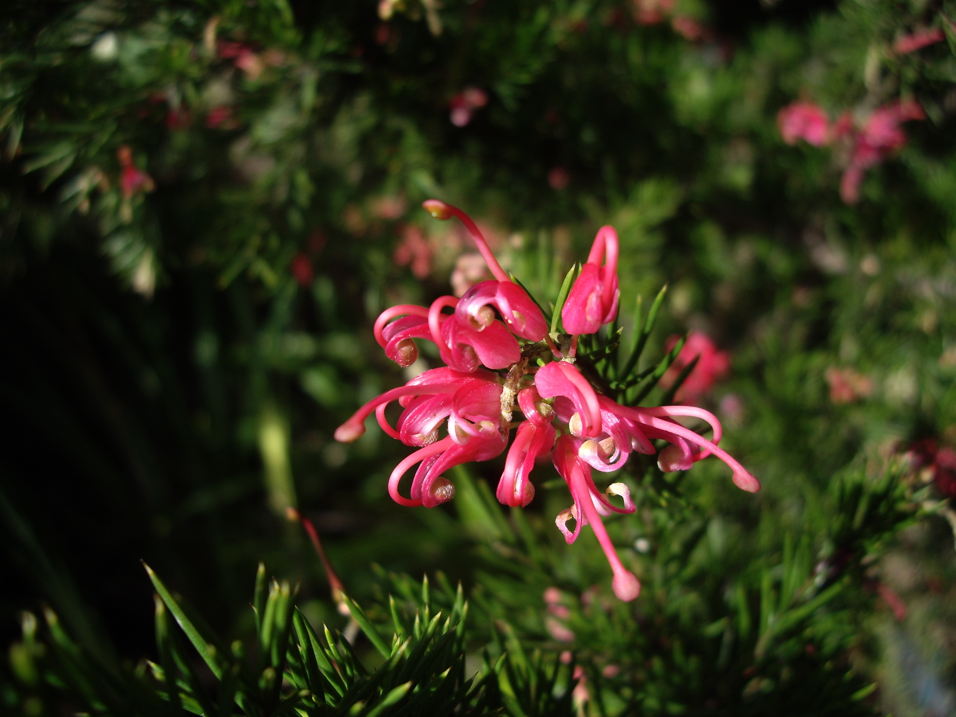 Grevillea 'Pink Pearl' - Oz Trees - Native Plant Nursery