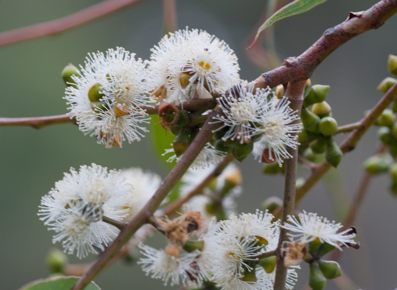 Eucalyptus cephalocarpa