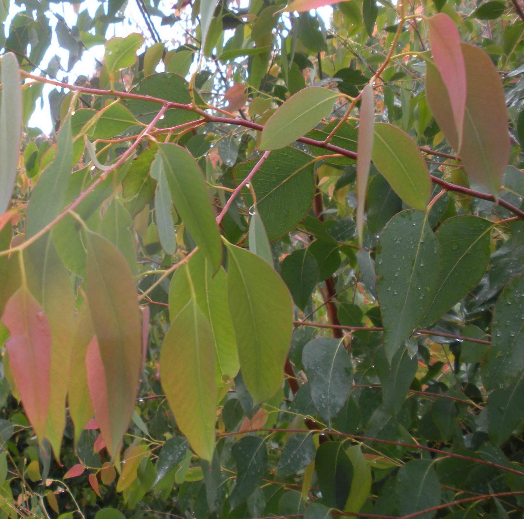 Eucalyptus olida Oz Trees